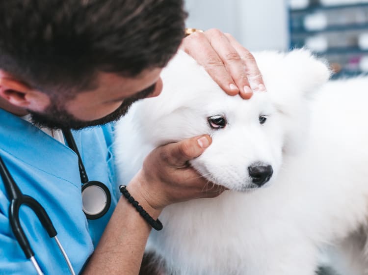 OFA Examinations for Pets