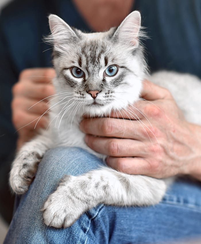 vets for cat near me