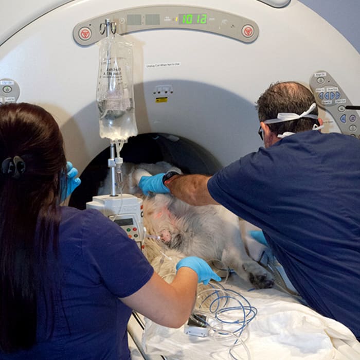 Veterinary Pet MRI | Vancouver Vet Veterinary Pet MRI | Vancouver Vet