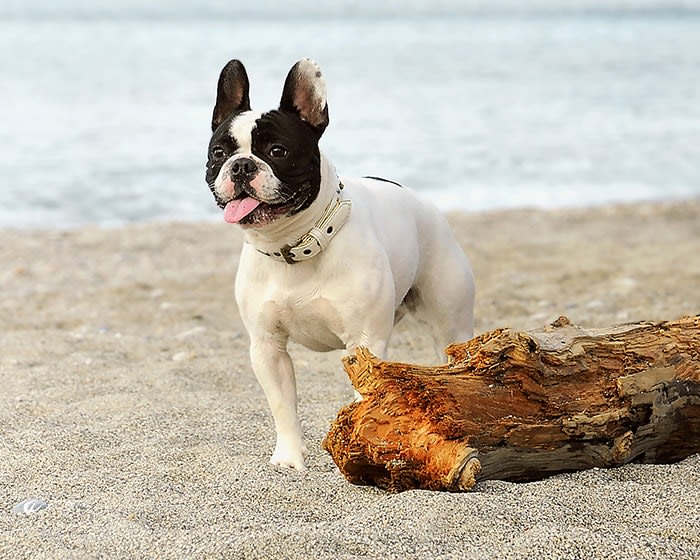 Veterinary Neurology & Neurosurgery in Vancouver